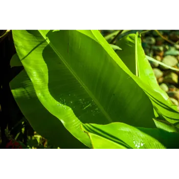 Natural Banana Plants